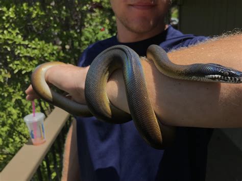 My 2 Year Old Female Northern White Lipped Python Opiesuch A Pretty