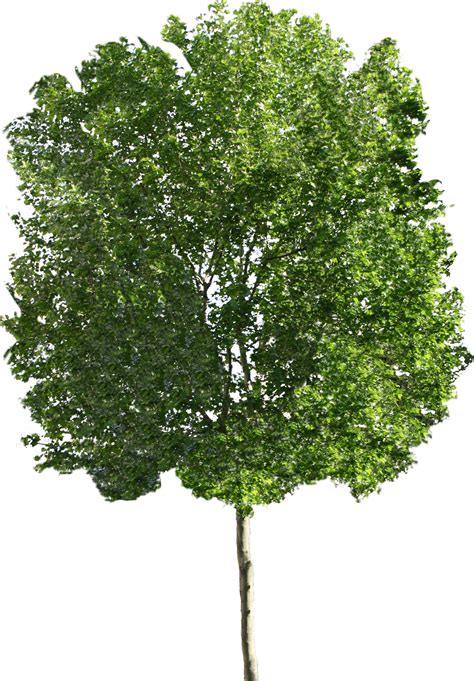 Collection Of Png Hd Images Of Trees Pluspng