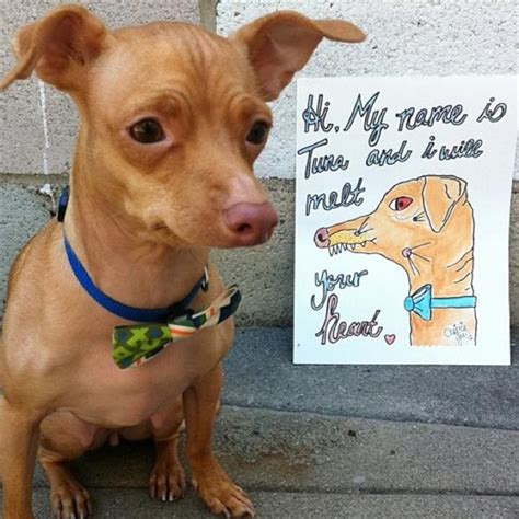 Video, 00:01:19how tuna the dog became an instagram star. OFFTOPIC Random Nonsense Club | Page 7305 - OnePlus Forums