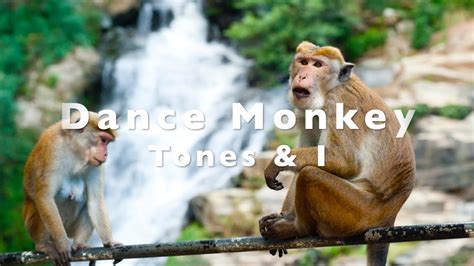We did not find results for: Dance Monkey - Tones & I (Lyrics dan terjemahan Bahasa ...