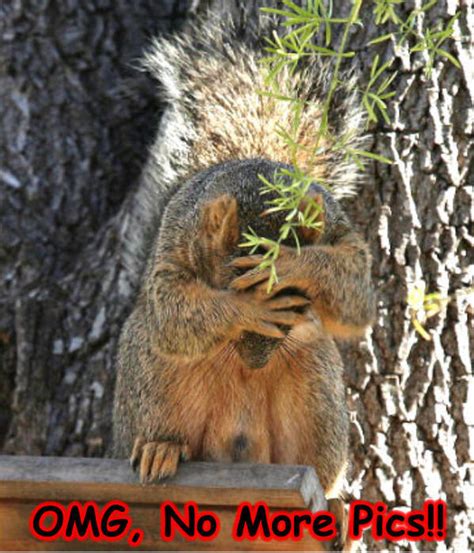 Squirrel Funny Animal Humor Photo 20269156 Fanpop