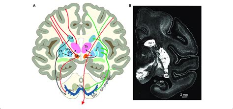 A Diagram Of The Nigrostriatal System And The Basal Ganglia