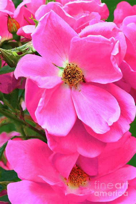 Pink Roses Of Summer Photograph By Regina Geoghan Fine Art America