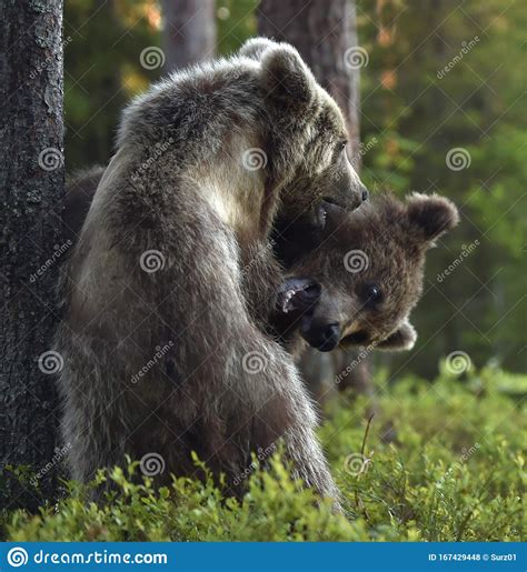 Brown Bear Cubs Playfully Fighting In The Summer Forest Stock Photo