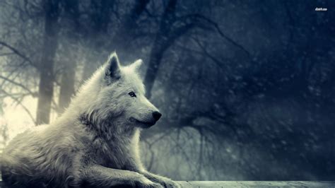 Gray Wolf Wallpapers Top Free Gray Wolf Backgrounds Wallpaperaccess