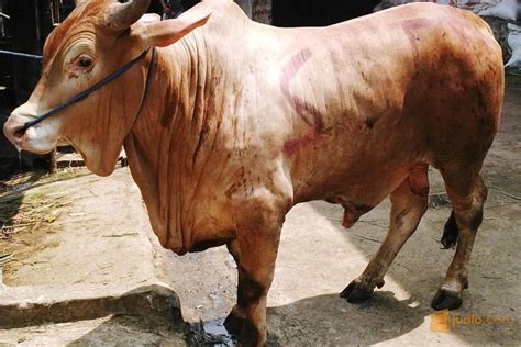 Sapi Qurban Pondok Gede Jarot Madana