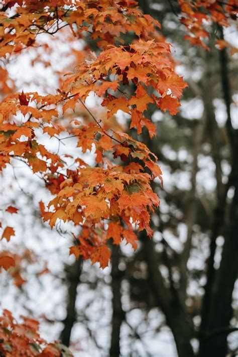 Orange Leaves On Maple Tree · Free Stock Photo