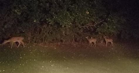 Deer Encounter Album On Imgur