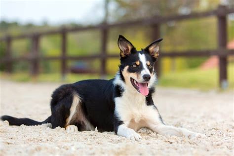 Short Haired Border Collie Facts Pictures Health And Faqs