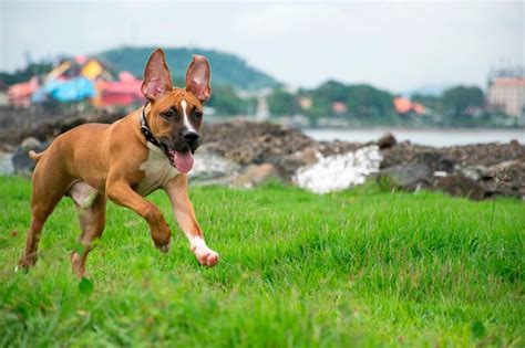 We did not find results for: German Shepherd Pitbull Mix