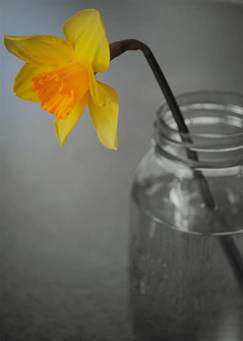 Daffodil In A Jar Photograph By Nathan Abbott Fine Art America