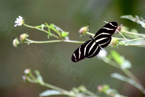 Digital Zebra Longwing Butterfly Photograph Black