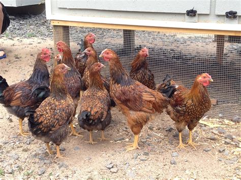 Help Sexing Gold Laced Wyandottes Backyard Chickens Learn How To Raise Chickens