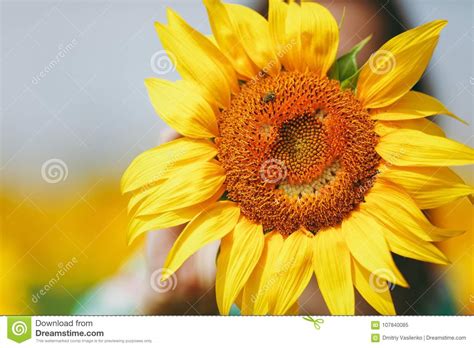 Different smiley faces with happy and sad expressions. Yellow Sunflower With Smiley Face In The Field Stock Image ...