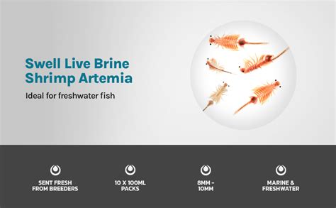 Swell Live Brine Shrimp Artemia Aquarium Fish Food 10 Pack Outstanding