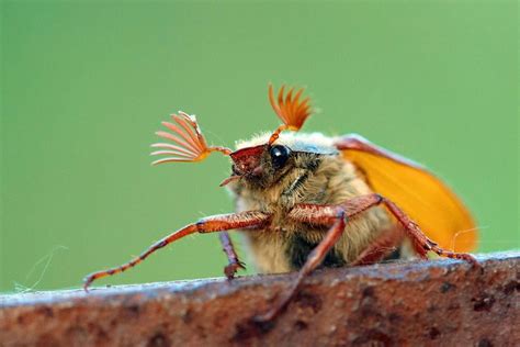 Anders als der maikäfer findet sich der gerippte brachkäfer eher auf wiesen und im brachland. Maikäfer und Junikäfer - so erkennen Sie die Unterschiede