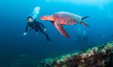 Diving For Data In The Galápagos Stories Wwf