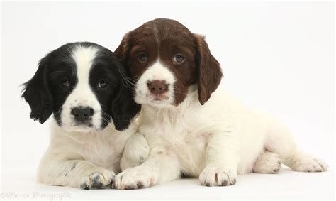 Each of our girls has her own personality. Springer Spaniel Puppies | Fotolip.com Rich image and ...