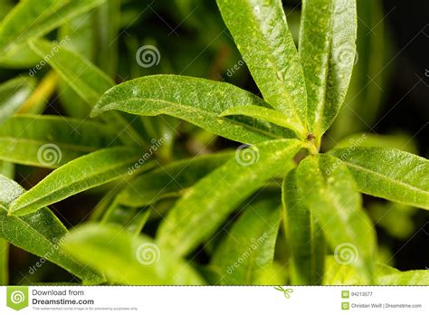 How does lemon verbena work? Images Of Lemon Verbena Alousia Trifolia : Lemon verbena, Lemon beebrush (Aloysia triphylla ...