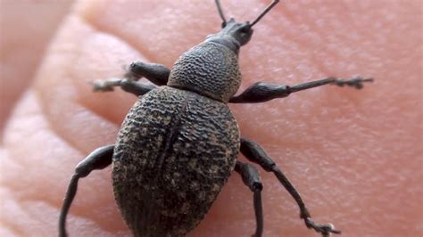 From the perspective of london (where this author lives), immigration over the the views expressed in this article do not necessarily reflect those of brunel university or of the dreaming armadillo. Vine Weevil Otiorhynchus armadillo - London UK - YouTube