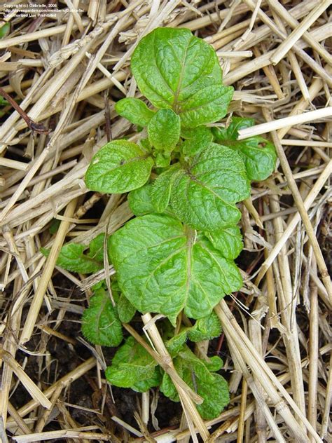 Smaller tubers (b and c size) are commonly sold as baby reds and this variety is often served boiled or in potato salads. PlantFiles Pictures: Potato 'Red Norland' (Solanum ...