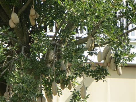 Kigelia Africana Sausage Tree Worsboom Muvevha Moporota Modukguhlu