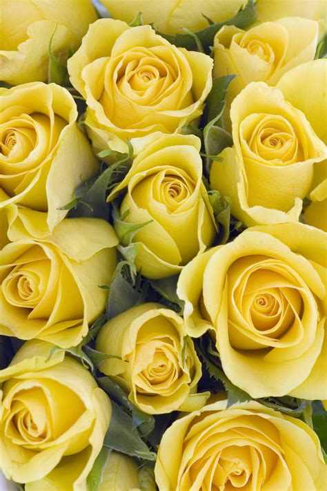 Yellow Rose Aesthetic Wallpapers For Pc Quotes And Wallpaper B