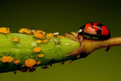 How To Get Rid Of Aphids Homes And Gardens