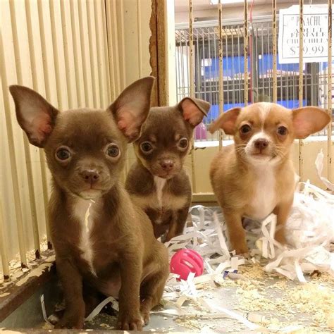 Advice from breed experts to make a safe choice. Northwest Seed & Pet has 3/4 Chihuahua - 1/4 Dachshund ...