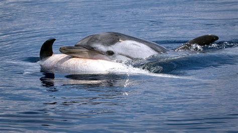 Afligida Mamá Trata De Mantener A Flote A Su Cría Fallecida Y Otros Delfines Se Unen A Su Dolor