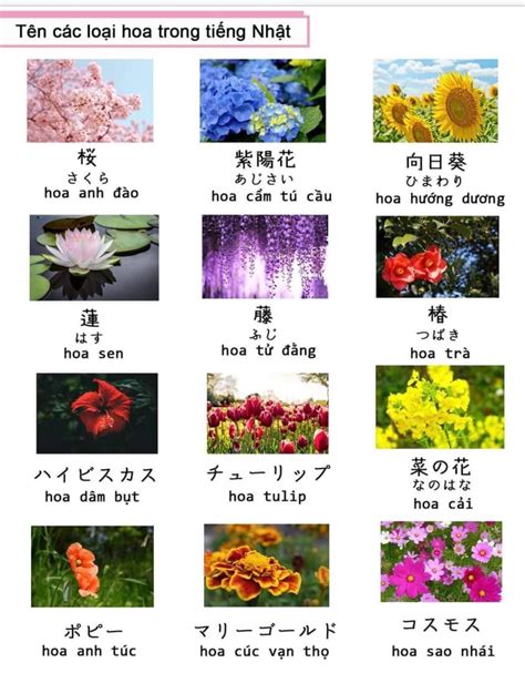 Tên Các Loài Hoa Trong Tiếng Nhật Bản Cập Nhật Học Tiếng Nhật Tiếng