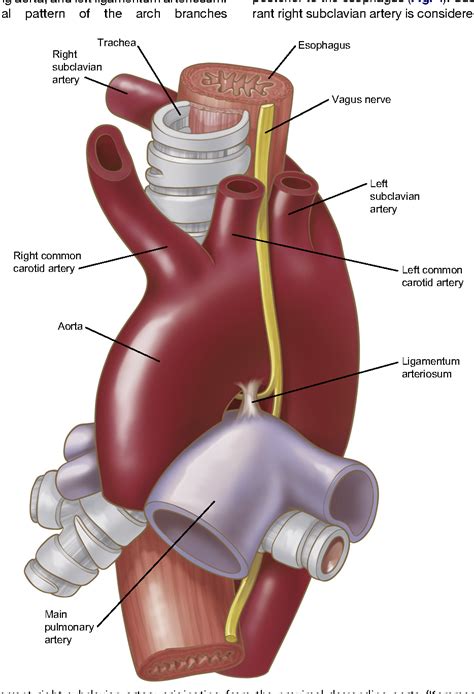 The Aorta The Ascending Aorta And The Thoracic Aorta Steve Gallik