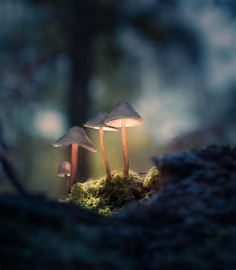 10000 best mushrooms images on pholder nature is fucking lit