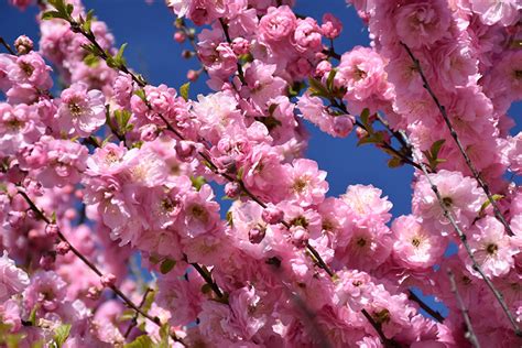 Check spelling or type a new query. Double Flowering Plum (Prunus triloba 'Multiplex') in ...