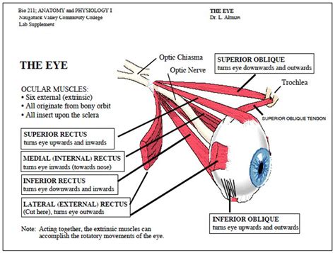 Eye Muscles Gallery