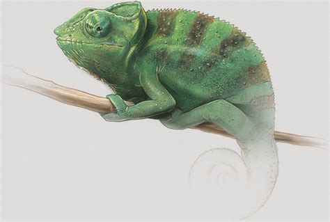 Chameleon Changing Color Gif