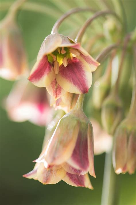 Allium Nectaroscordum Siculum Bulbes Fleurs Lot De Florastore