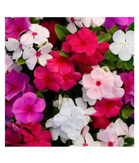 Vinca Periwinkle Mixed Colors Flowers Advance Seeds Pack Of 50 Seeds