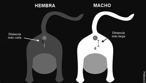 ¿cómo Saber Si Un Gato Es Hembra O Macho Vibra