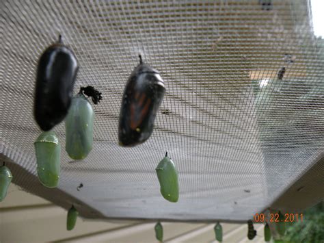 Hatching Monarch Butterfly Eggs And Watching Them Go Through Their Stages Outdoor Gardens