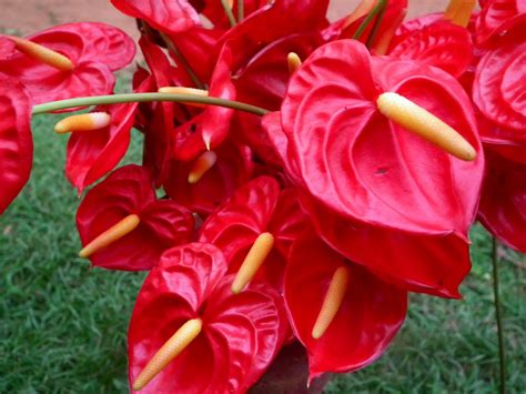 Basic Care For Anthuriums Hubpages