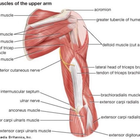 Arm Muscle Diagram Anterior Muscle Anatomy Of The Arm Anatomy Drawing