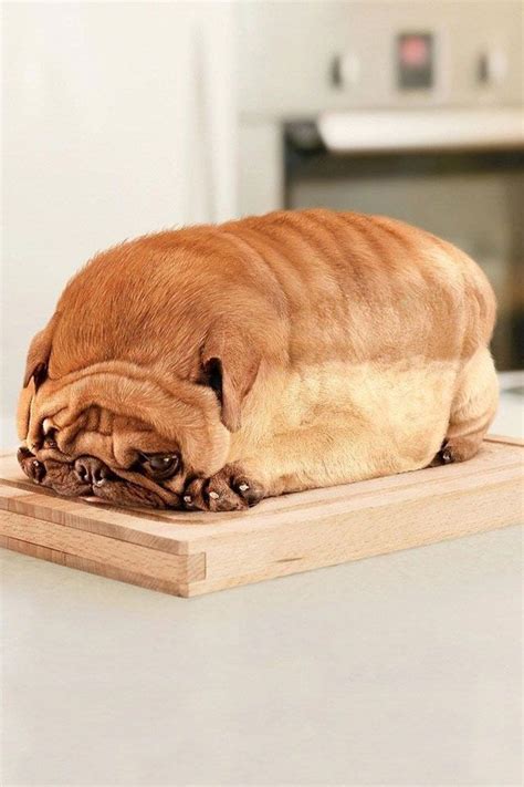 Loaf Of Pug Messed Up Animal Pics Dog Bread Pug Bread Animals
