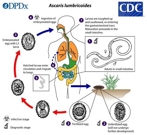 Roundworms Life Cycle In Humans