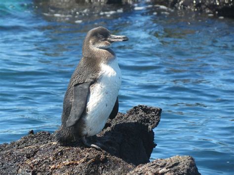 It is the only penguin found north of the equator. Imagine Scuba Diving in Galapagos Among These Awesome ...