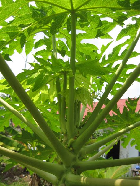 Peringatan kisar daun dalam mesin pengisar jus tanpa tambah air. 4 Tumbuhan Mengubati Darah Tinggi ~ seribupilihan