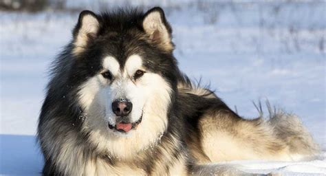 Alaskan Malamute Are Malamutes Good Pets Dog Dwell