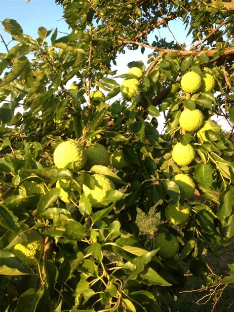 Hedge Apples Osage Oranges Thunder Acres