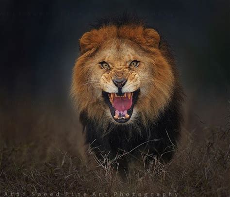 Il Photographie Le Lion Qui Sapprête à Lattaquer Impressionnant