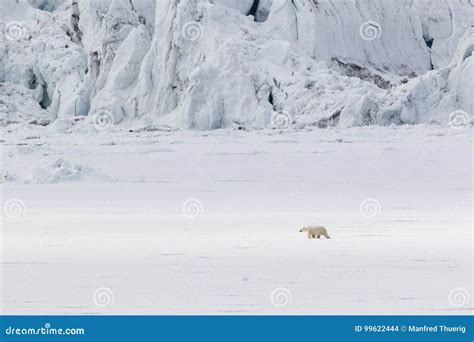 Polar Bear Runs Along A Ice Floe Along A Glacier Spitsbergen Stock